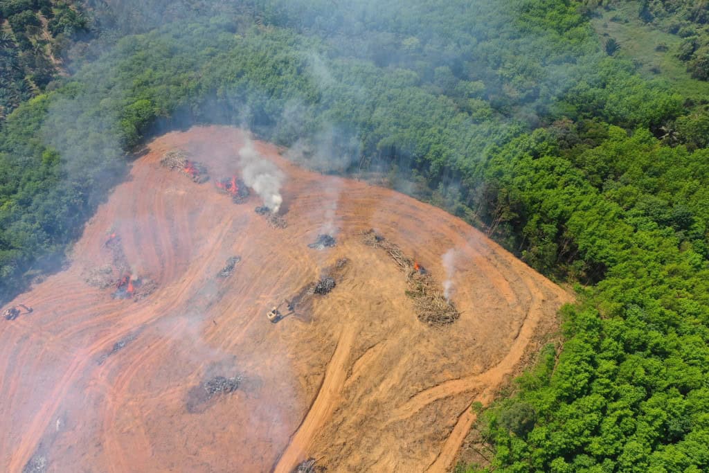 Amazônia atinge menor taxa de desmatamento da história com queda de 42%