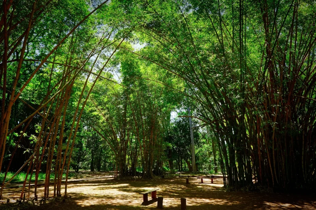 Concurso da Fundação Florestal com quase 11 mil inscritos avança para nova etapa